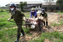 Dịch tả lợn Châu phi lan rộng, tỉnh Ninh Bình "căng mình" phòng chống