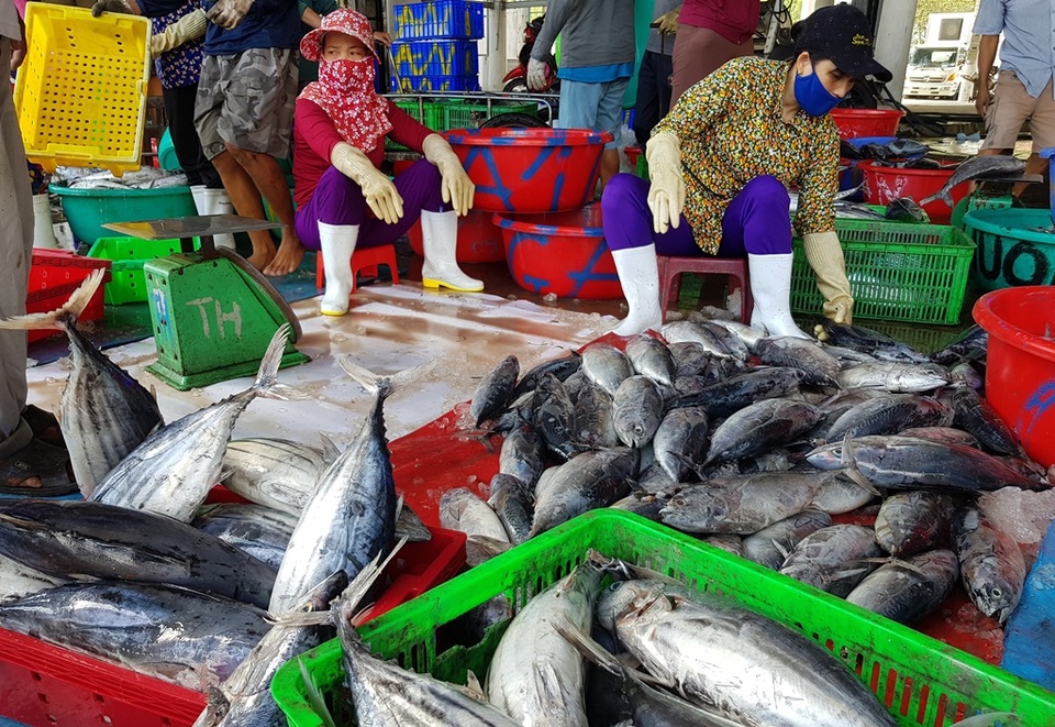 Khánh Hòa: Cá ngừ tấp nập về bờ, người lao động tất bật từ sáng đến trưa - 5 Khánh Hòa: Cá ngừ tấp nập về bờ, người lao động tất bật từ sáng đến trưa - 5