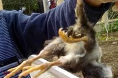 Gà 4 chân, 4 cánh, 2 hậu môn ở Lào Cai