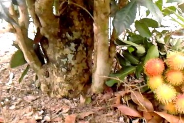 "Bán rẻ" 30 cây trà cổ thụ trên dưới 100 tuổi