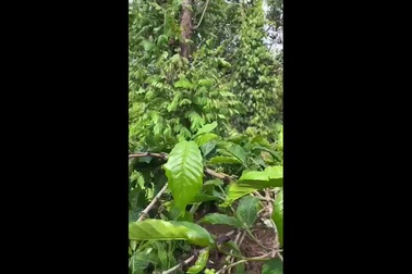 Review "sương sương" khu cách ly giữa vườn cà phê thu hút cả nghìn lượt xem