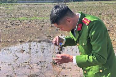 Phá "thiên la địa võng", bảo vệ đàn chim trời