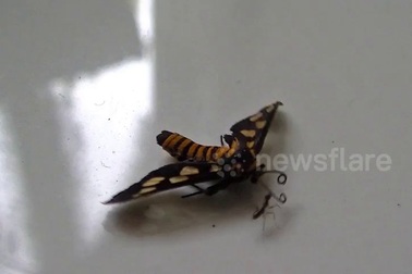 Xem kiến thể hiện sức mạnh đáng kinh ngạc