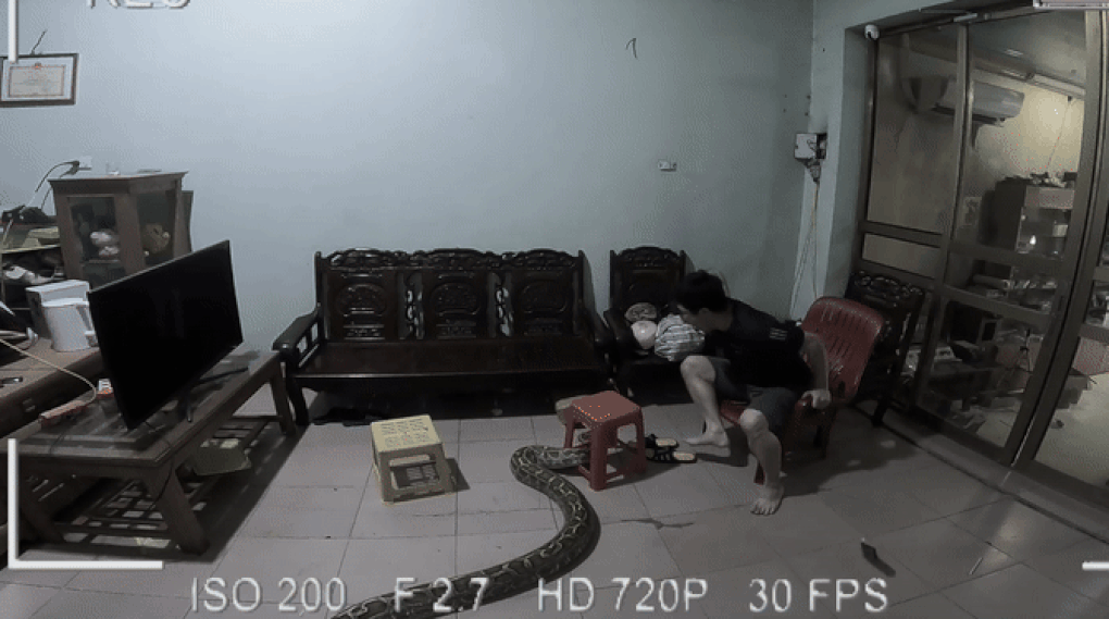 Trăn khổng lồ bò vào nhà, chàng trai Hải Dương hất đổ ti vi chạy thoát thân - 1 Trăn khổng lồ bò vào nhà, chàng trai Hải Dương hất đổ ti vi chạy thoát thân - 1