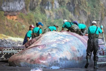 Mổ xác cá nhà táng dạt vào bãi biển, phát hiện "kho báu" giá 13 tỷ đồng