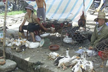 Gia cầm không xuất xứ “hiên ngang” giữa Hà Nội