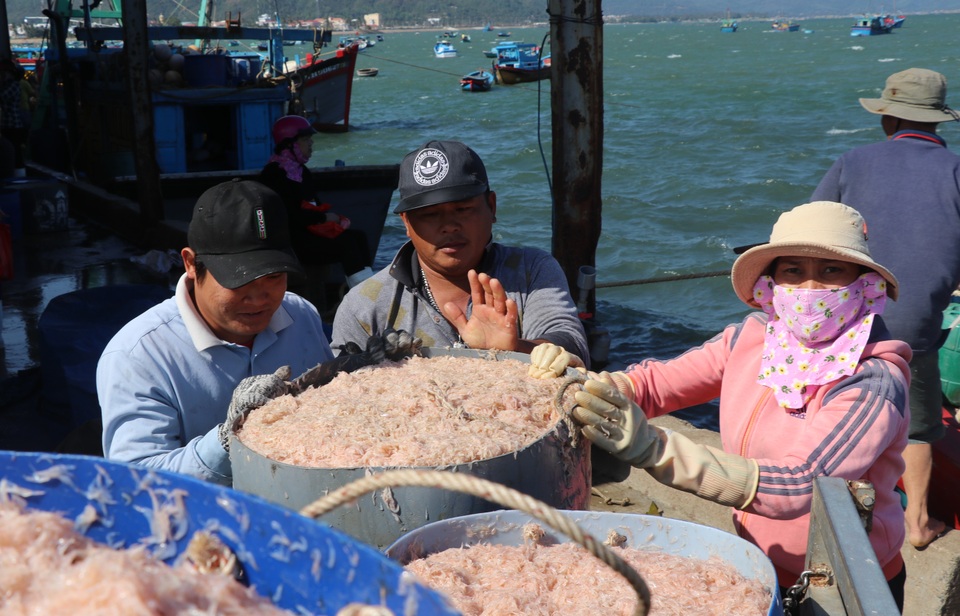 Phú Yên: Trúng ruốc biển, ngư dân bỏ túi tiền triệu mỗi ngày - 5 Phú Yên: Trúng ruốc biển, ngư dân bỏ túi tiền triệu mỗi ngày - 5
