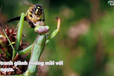 Tò vò cướp miếng ăn ngay trước miệng bọ ngựa