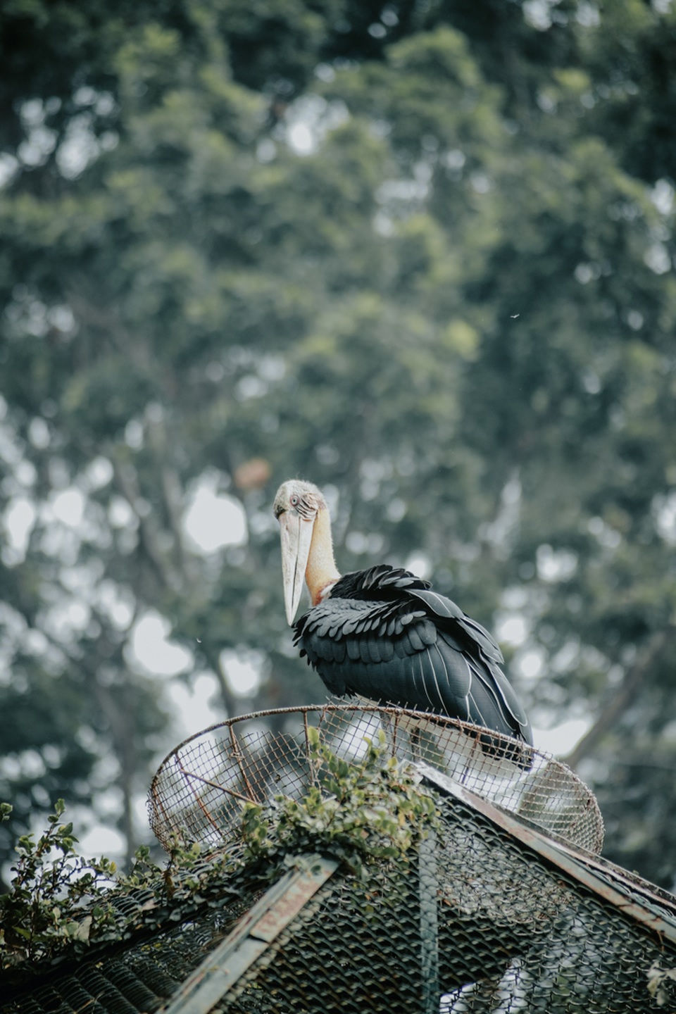 Bộ ảnh Thảo Cầm Viên đẹp ngất ngây gây sốt mạng xã hội - 11 Bộ ảnh Thảo Cầm Viên đẹp ngất ngây gây sốt mạng xã hội - 11