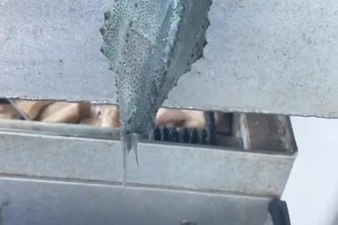 Bắt được con cá vây tròn có thể bám dính lên tường