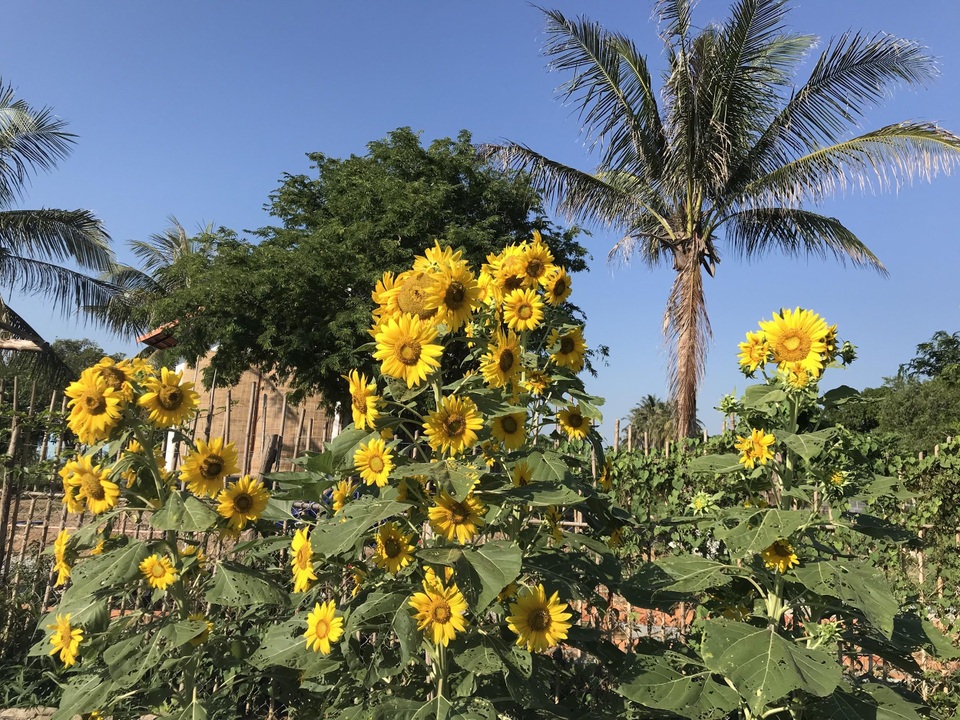 Gia đình Hà Nội về quê làm 5.000m2 ruộng vườn: Những “nỗi khổ” chưa kể - 7 Gia đình Hà Nội về quê làm 5.000m2 ruộng vườn: Những “nỗi khổ” chưa kể - 7