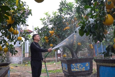 Bưởi cảnh Hưng Yên thất thu vì Covid-19 những ngày giáp Tết