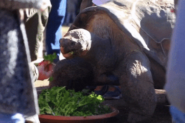 Chuyện tình ngang trái vì... Covid-19: Rùa 70 năm tuổi sắp được gặp bạn gái