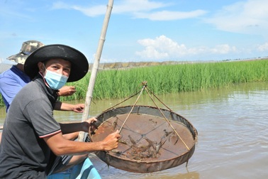 Nuôi cá "trời cho" và trồng lúa bò theo nước lũ, 9X thu nhập bạc tỷ