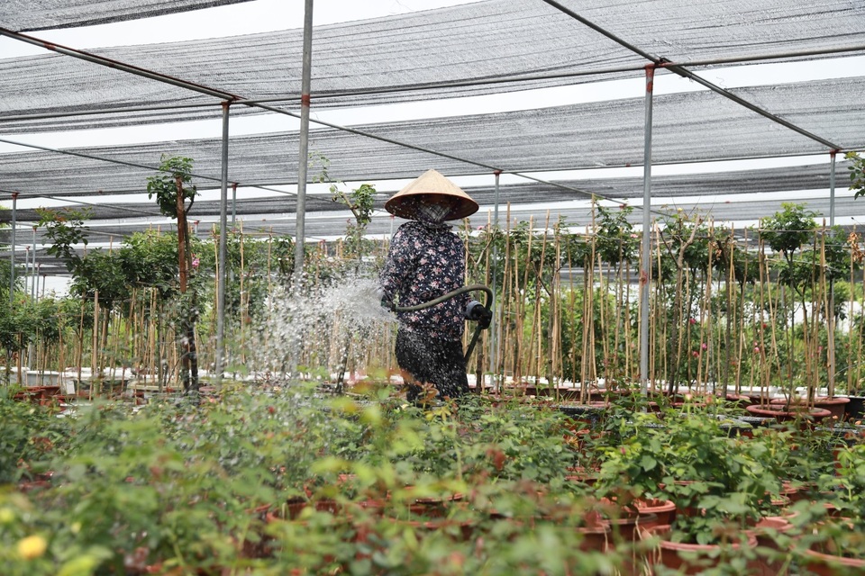 Về thủ phủ trồng hoa gần Hà Nội, người dân lái xe sang đi thăm vườn - 6 Về thủ phủ trồng hoa gần Hà Nội, người dân lái xe sang đi thăm vườn - 6