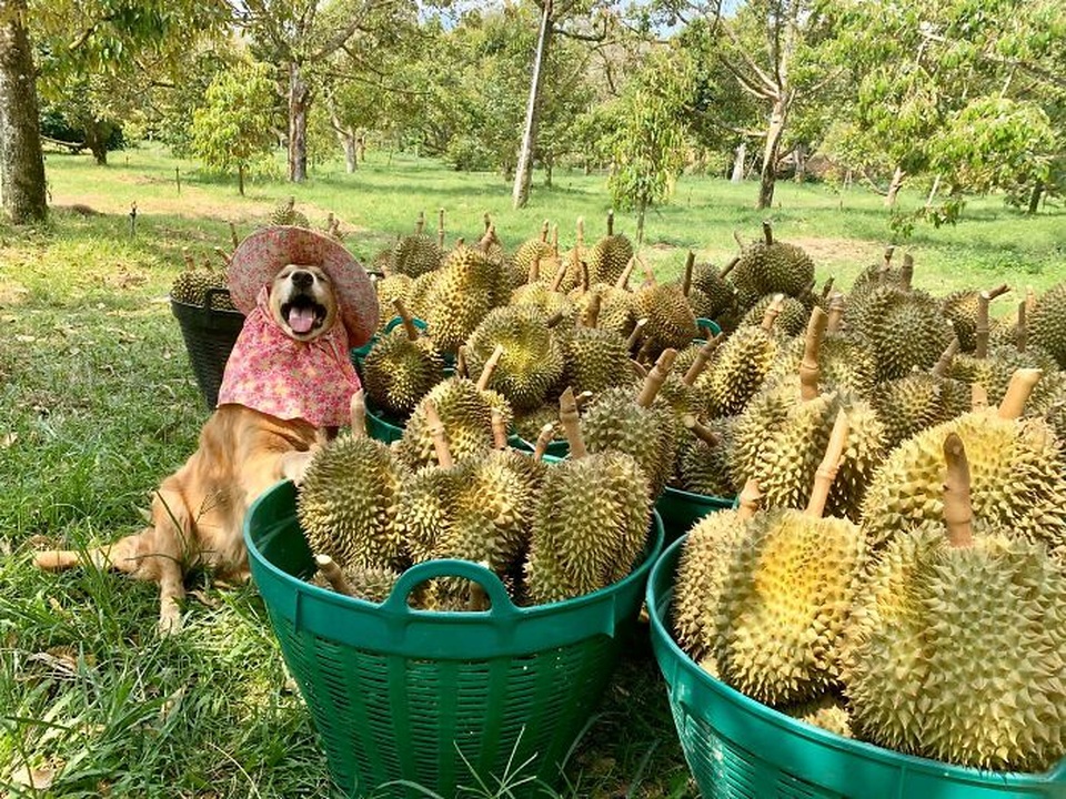 Nụ cười đốn tim của chú chó trở thành thương hiệu của nông trại sầu riêng - 10 Nụ cười đốn tim của chú chó trở thành thương hiệu của nông trại sầu riêng - 10