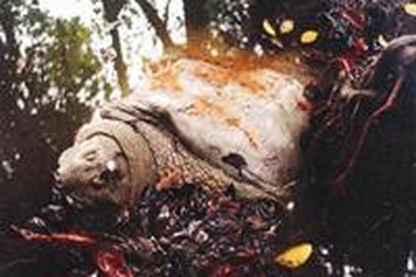 Rùa Hồ Gươm lại nổi