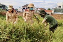 Hàng chục chiến sĩ công an ra đồng gặt lúa giúp người dân vùng giãn cách