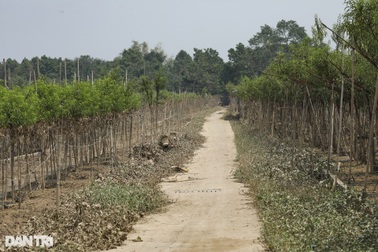 Hơn 50% đào Nhật Tân chết khô sau khi nước sông Hồng rút