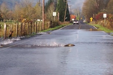 Tròn mắt xem cá hồi "đi bộ" qua đường nhanh thoăn thoắt