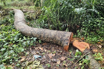 Vụ đốn hạ nhiều cây xà cừ gần hồ nước nổi tiếng Sóc Trăng: Công an vào cuộc