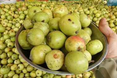 Ở nơi heo hút, trai trẻ vẫn sống khỏe nhờ trồng táo mèo