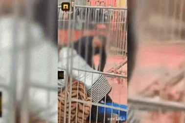 Thót tim nhìn cảnh hổ vồ người dạy thú ngay giữa buổi biểu diễn đông khách