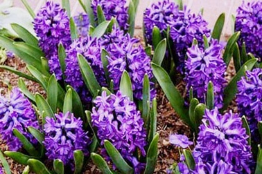 Một mình với hương dạ lan 