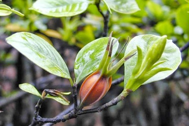 Những thảo dược tốt cho người bệnh sỏi mật