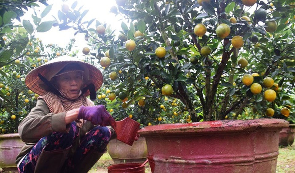 Thủ phủ quất Cẩm Hà nhộn nhịp vào vụ Tết Nguyên đán - 3 Thủ phủ quất Cẩm Hà nhộn nhịp vào vụ Tết Nguyên đán - 3