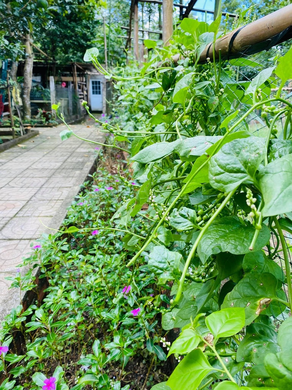 Vợ chồng 8X lên kế hoạch về hưu sớm, làm nhà vườn rộng 6000m2 ở Vũng Tàu - 10 Vợ chồng 8X lên kế hoạch về hưu sớm, làm nhà vườn rộng 6000m2 ở Vũng Tàu - 10