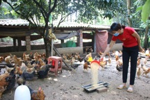 Giảm nghèo bền vững, nâng cao đời sống người dân nhờ cách làm riêng