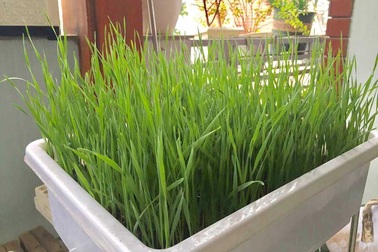 Lạ Hà thành: Trồng lúa xó nhà ép "sữa" uống hàng ngày