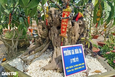 "Cụ" cây lêkima rao bán 5 tỷ đồng ở chợ hoa Tết xứ "Công tử Bạc Liêu"