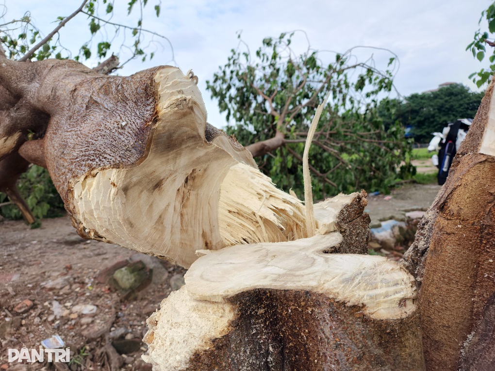 Công an truy tìm người phá hoại cây cô đơn ở Hồ Tây - 6 Công an truy tìm người phá hoại cây cô đơn ở Hồ Tây - 6