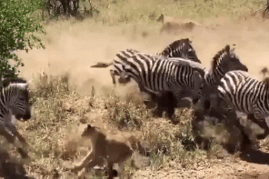 Mạo hiểm đưa ra quyết định này, sư tử bị con mồi giẫm đạp suýt chết