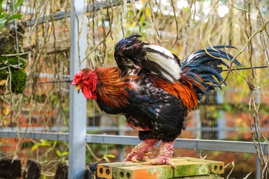 Thành ông chủ trại gà "tiến vua"...từ 200.000 đồng