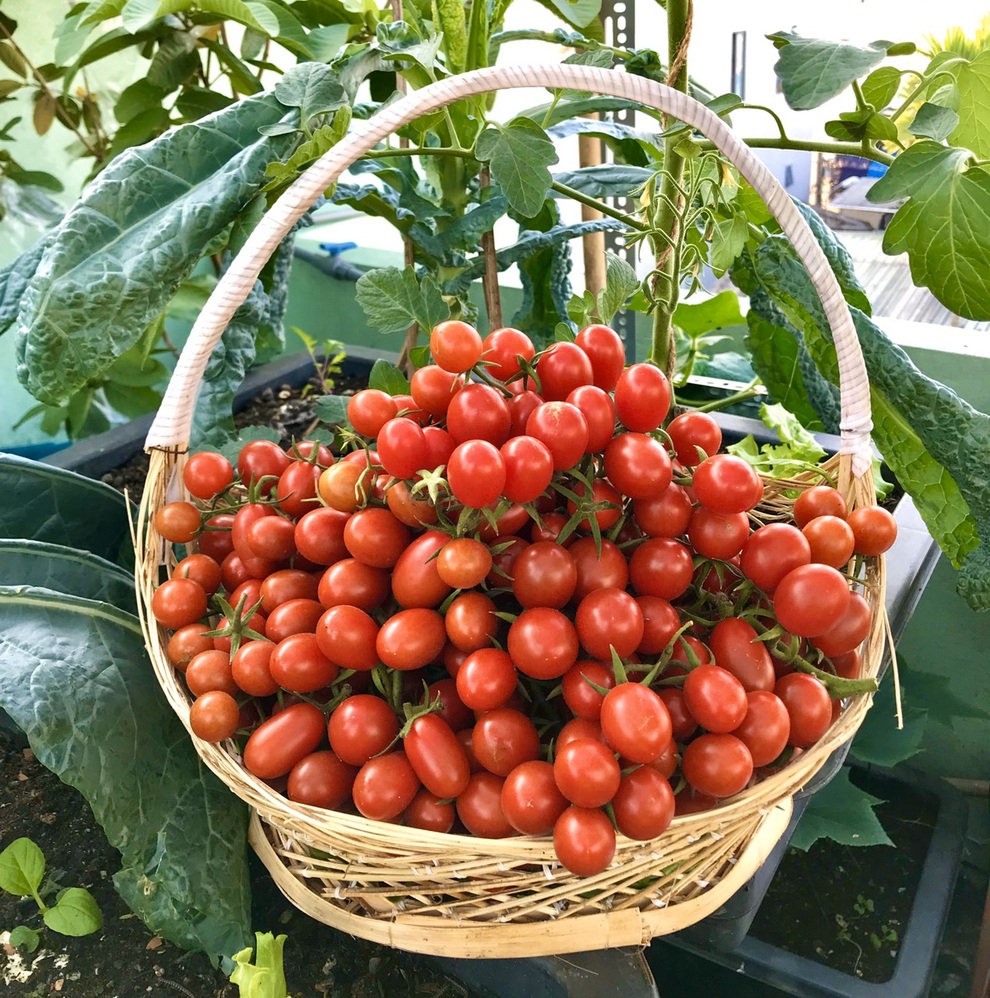 Kinh nghiệm trồng cà chua sai trĩu trên sân thượng của nữ gia chủ Đà Nẵng - 9 Kinh nghiệm trồng cà chua sai trĩu trên sân thượng của nữ gia chủ Đà Nẵng - 9