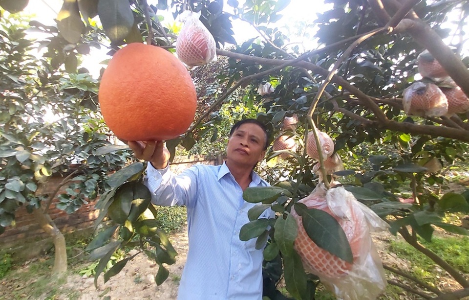 Vùng rốn bưởi tiến vua đắt khách dịp cận Tết - 7 Vùng rốn bưởi tiến vua đắt khách dịp cận Tết - 7