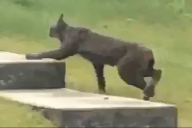 Loài mèo hoang lần đầu tiên xuất hiện với bộ lông khác thường