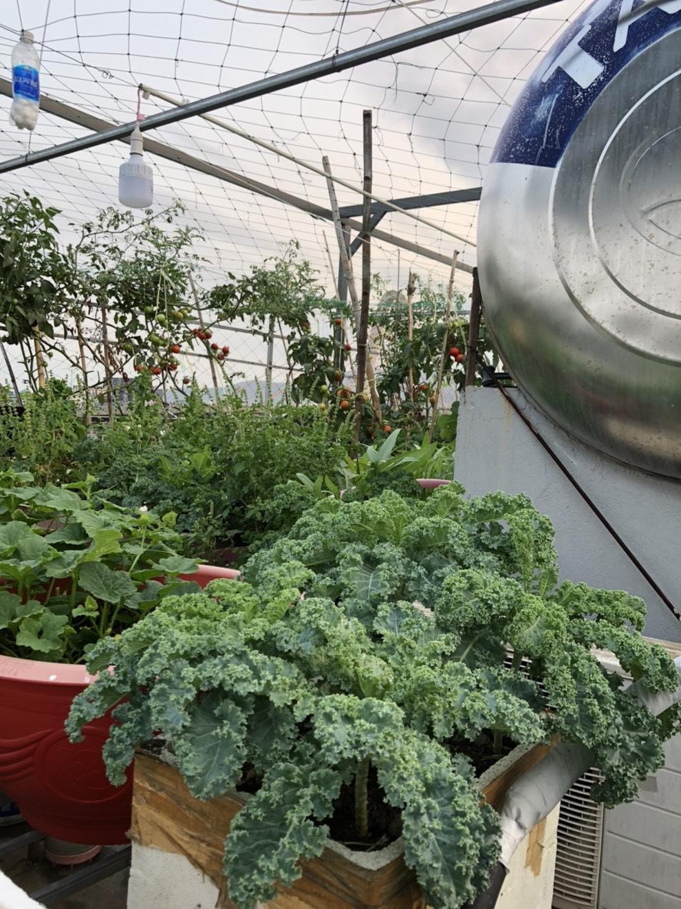 Cặm cụi vác đất lên tầng 5, mẹ đảm Đà Nẵng có vườn rau trái 100m2 - 2