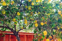 Mãn nhãn với vườn cây trái sai trĩu cành của vợ chồng người Việt ở Mỹ