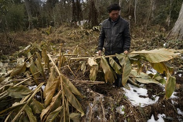 Thảo quả đổ rạp, héo khô sau mưa tuyết lịch sử