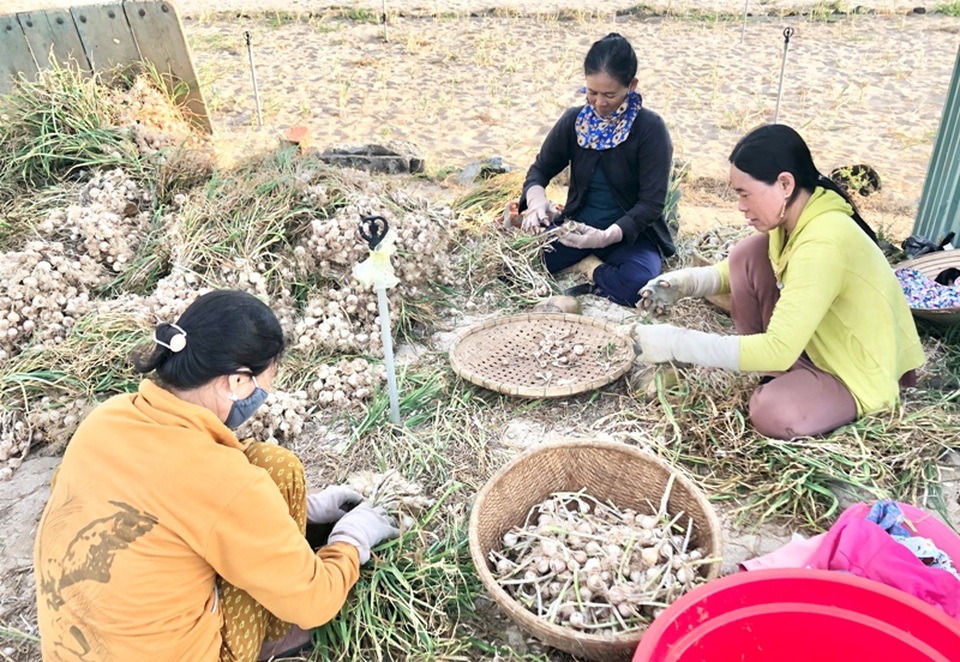 Vào mùa thu hoạch “vàng trắng” trên đảo tiền tiêu - 5 Vào mùa thu hoạch “vàng trắng” trên đảo tiền tiêu - 5