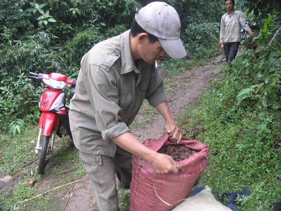Mùa hái quả Nữ hoàng gia vị.... - 10 Mùa hái quả Nữ hoàng gia vị.... - 10