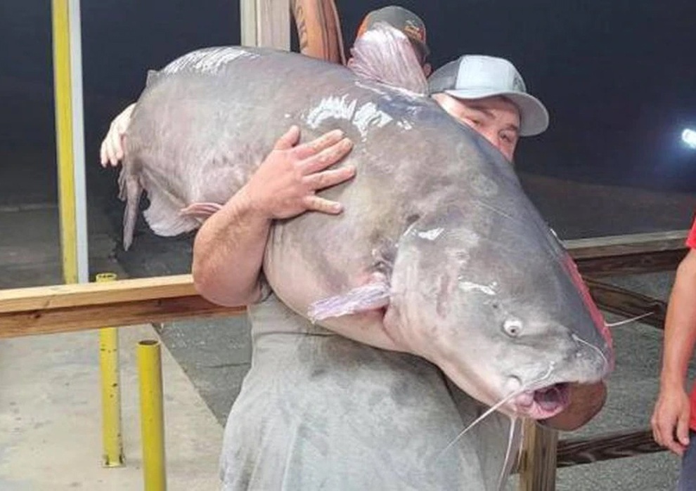 Người đàn ông bắt được cá trê khủng nặng gần 60 kg - 1 Người đàn ông bắt được cá trê khủng nặng gần 60 kg - 1