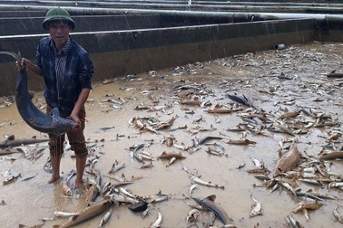 Xót xa hàng trăm tấn cá tầm trôi theo dòng nước lũ