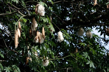 Những cây bông gòn cuối cùng ở Hà Nội nở "hoa tuyết"