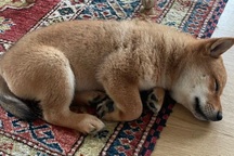 Đăng ảnh thú cưng lên mạng, Elon Musk khiến giá coin tăng 1.000%