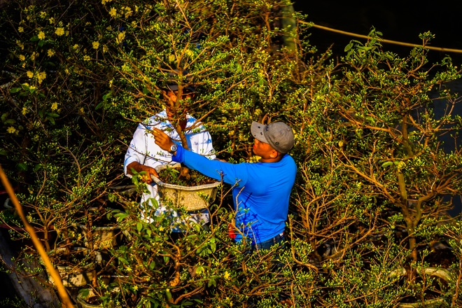 Một lần đi chợ hoa trên bến dưới thuyền độc, lạ nhất Sài Gòn - 18 Một lần đi chợ hoa trên bến dưới thuyền độc, lạ nhất Sài Gòn - 18
